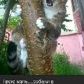 Кот на дереве скачать фото