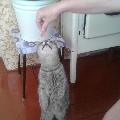 дрессирую кошку скачать фото