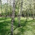 В парке березки скачать фото