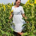 Подсолнухи, осколки солнечного дня скачать фото