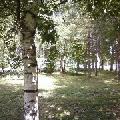 Берёзы. скачать фото