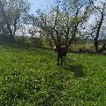 *Ослик Иа* скачать фото