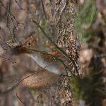 скачать фото