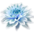 cvety_40.png