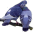 zhivotnye_20.png