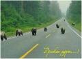 медведи идут по дороге jpeg скачать